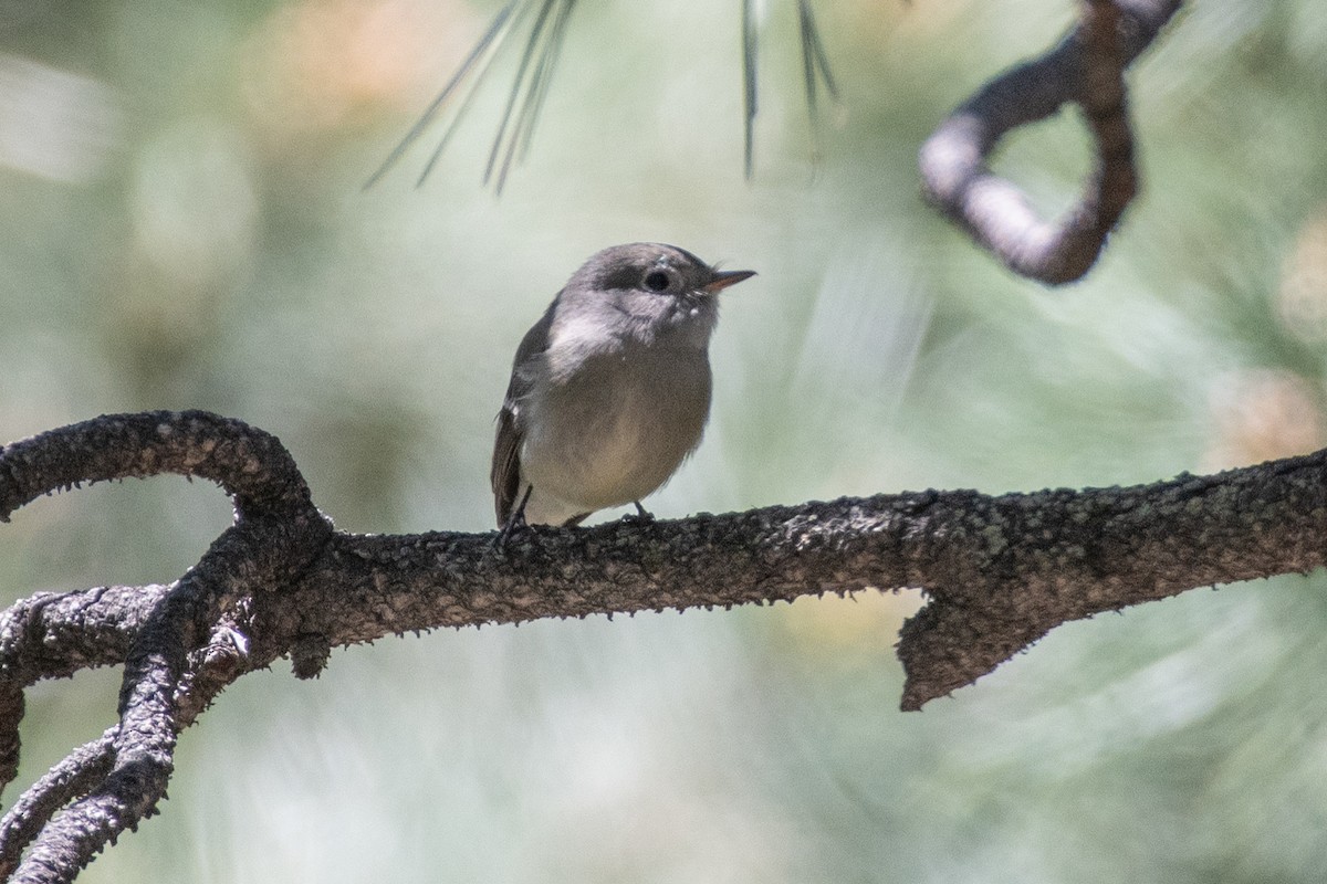 Hammond's Flycatcher - ML619844447