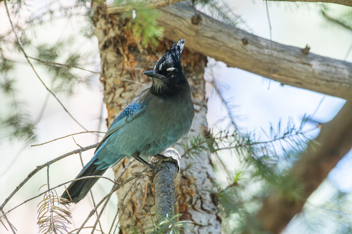 Steller's Jay (Southwest Interior) - ML619844460