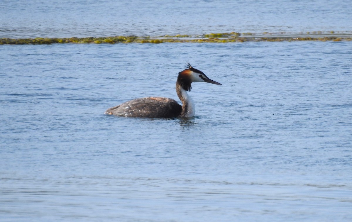 Great Crested Grebe - ML619844463