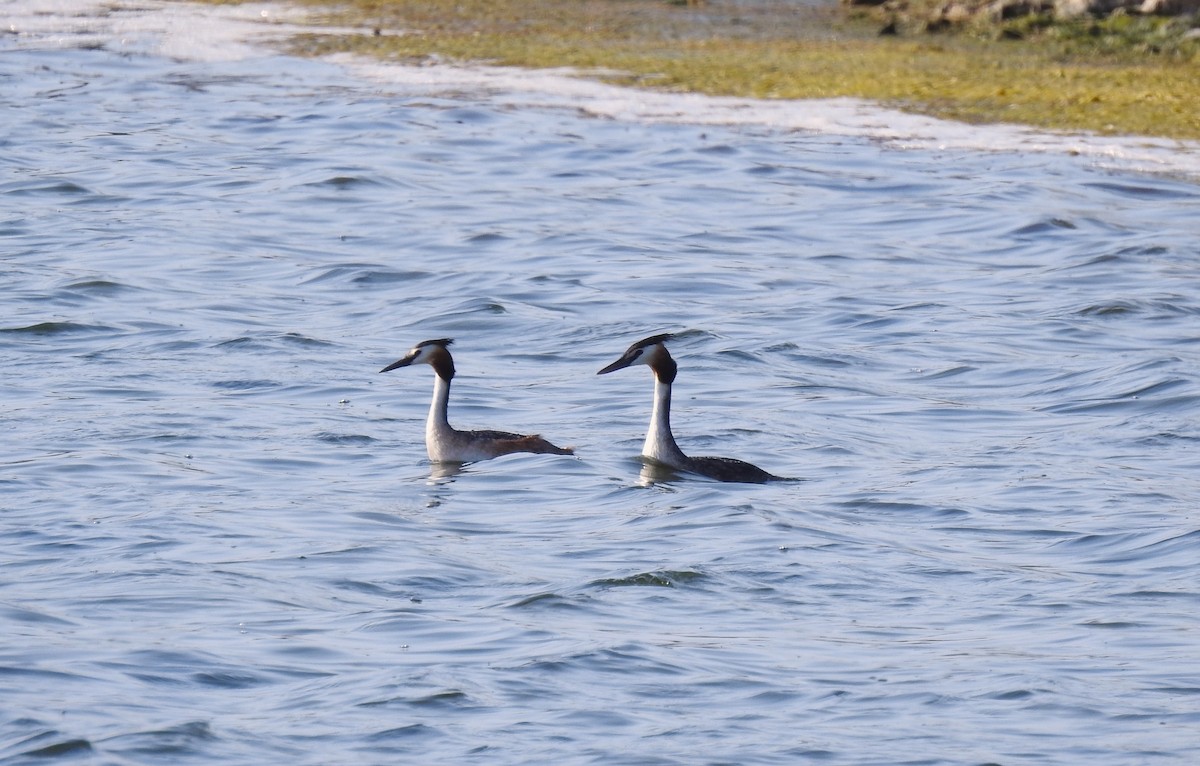 Great Crested Grebe - ML619844465