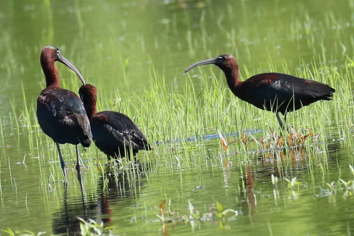 Glossy Ibis - ML619844507