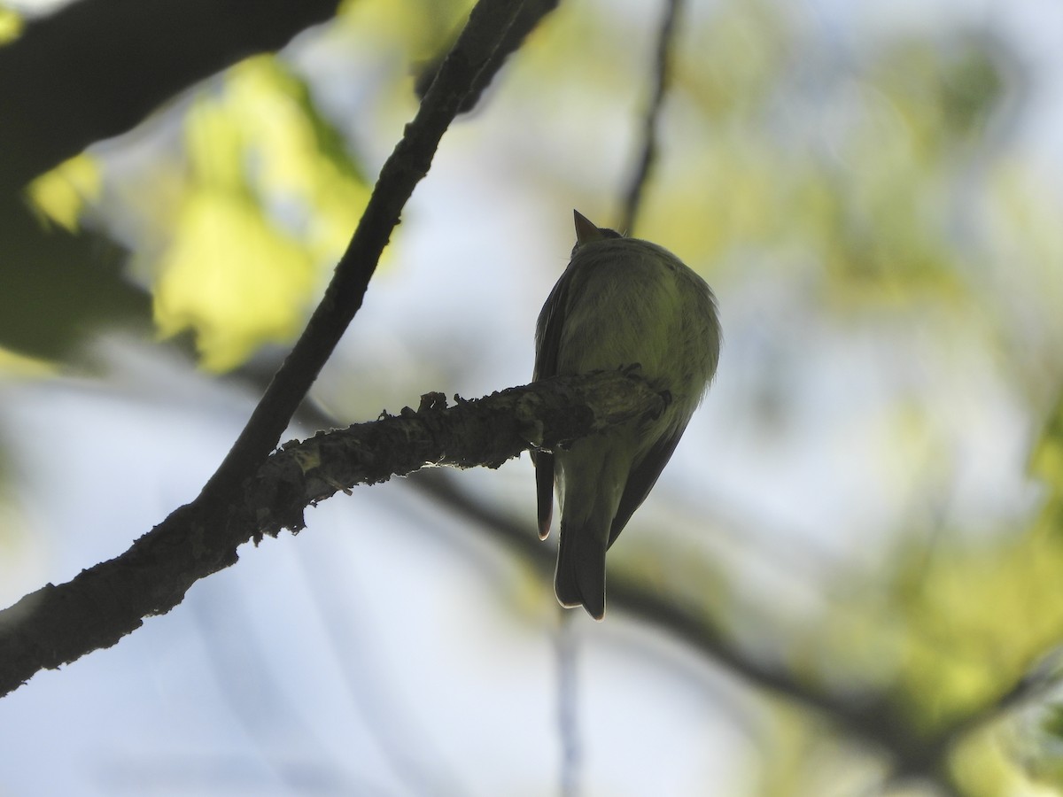 Eastern Wood-Pewee - ML619844519