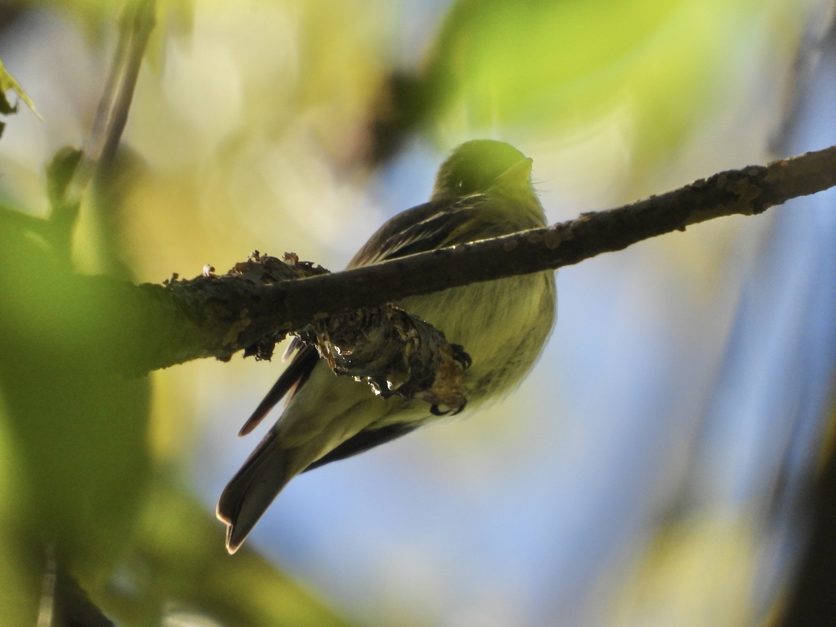 Eastern Wood-Pewee - ML619844520