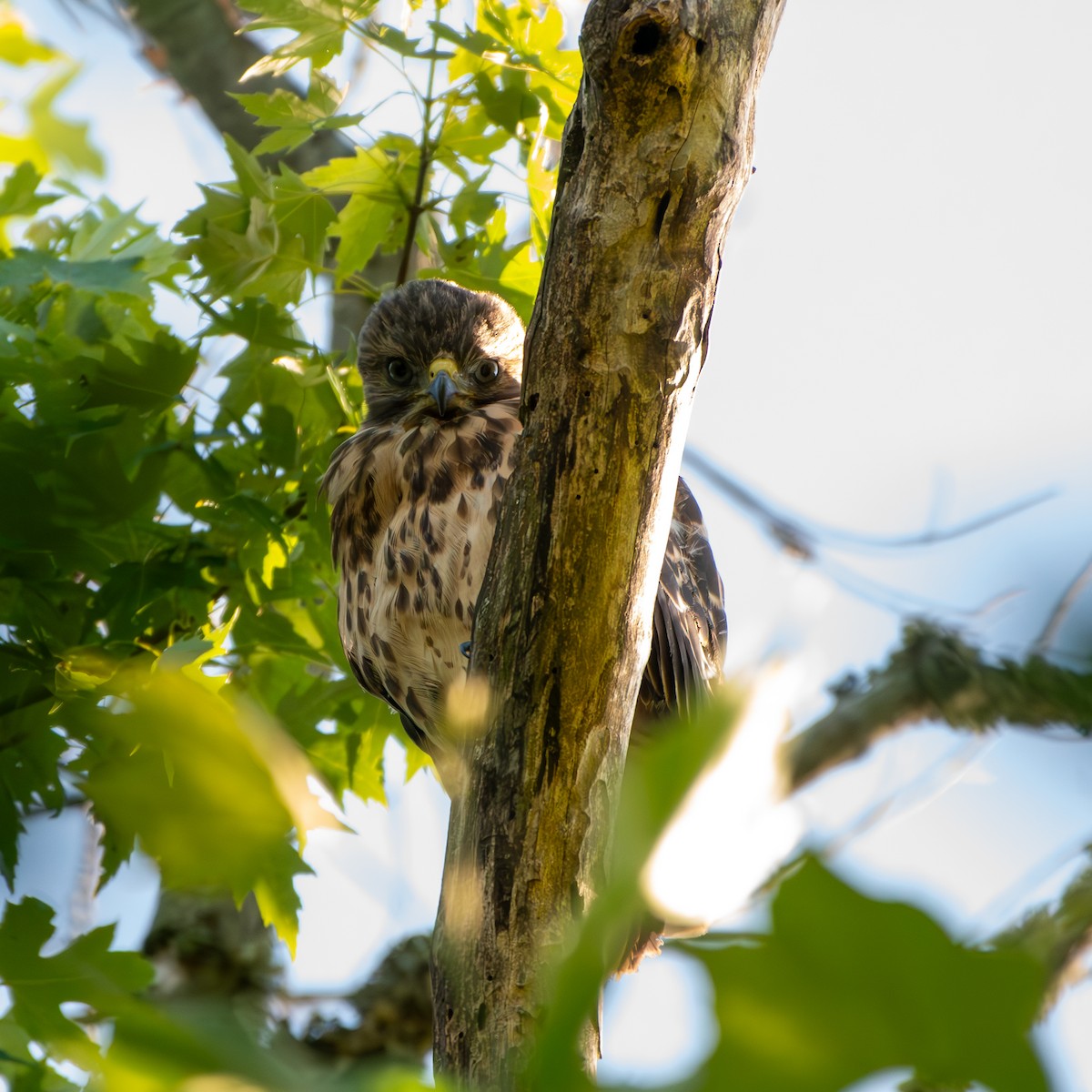 Red-shouldered Hawk - ML619844527