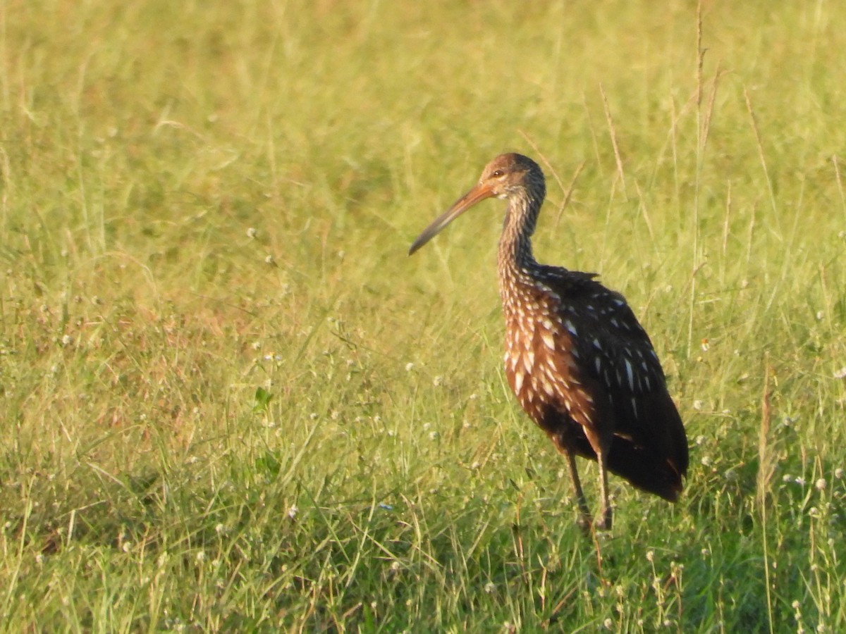 Limpkin - ML619844532