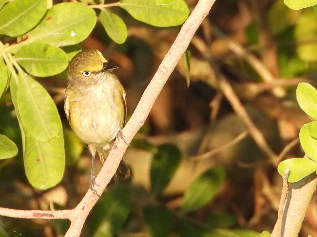 Vireo Ojiblanco - ML619844538