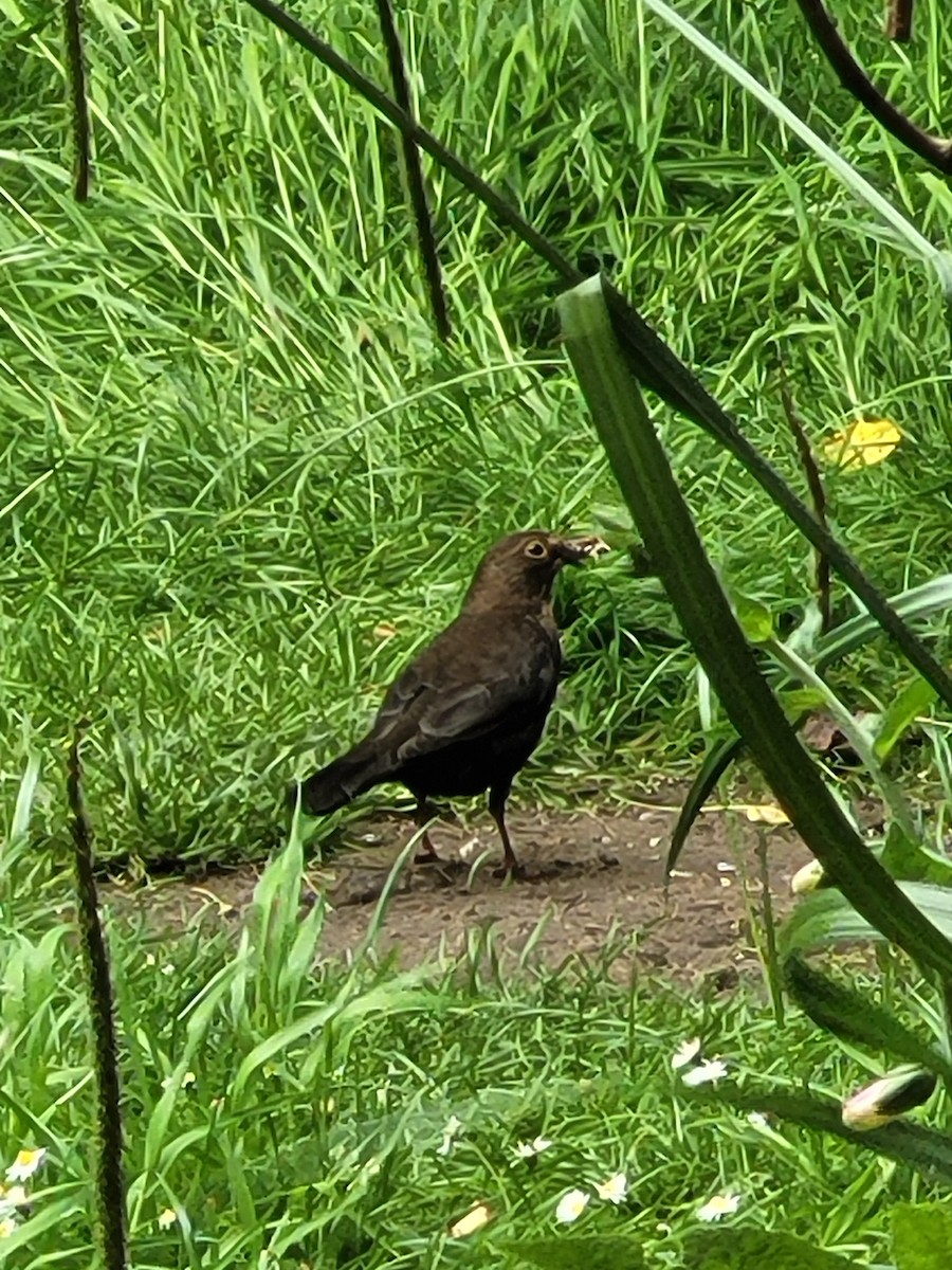 Eurasian Blackbird - ML619844552