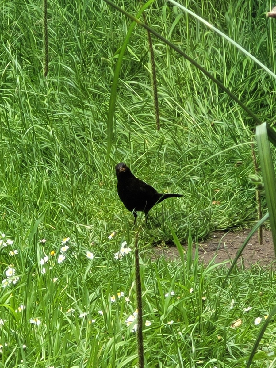 Eurasian Blackbird - ML619844553