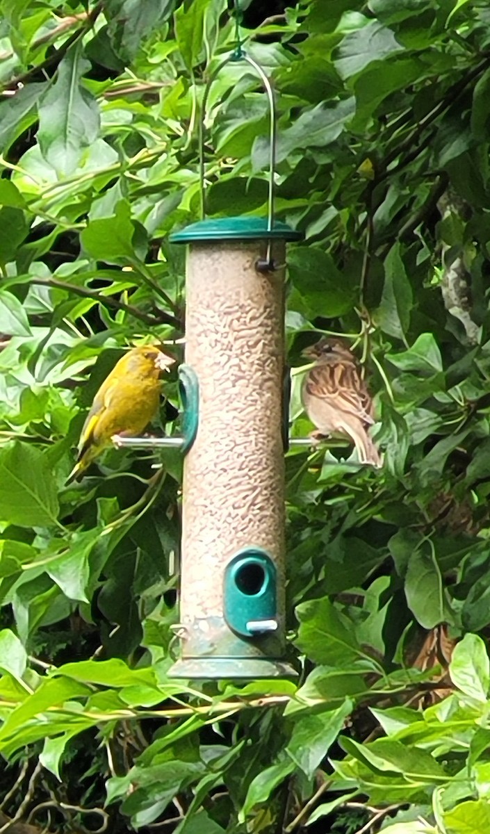 European Greenfinch - ML619844565