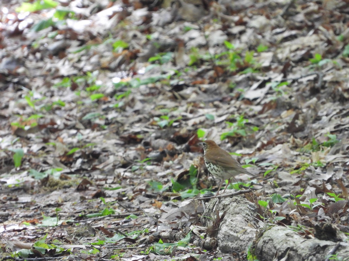 Wood Thrush - ML619844571