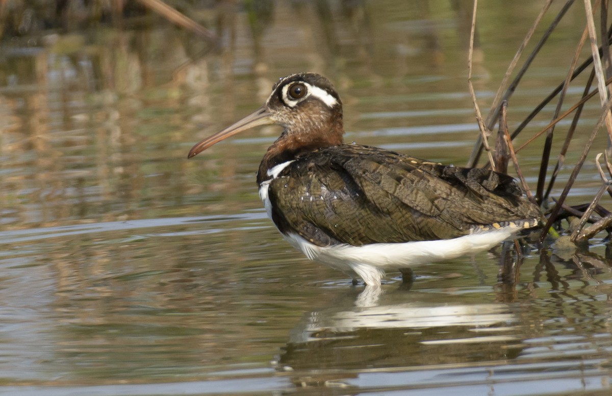 Greater Painted-Snipe - ML619844648