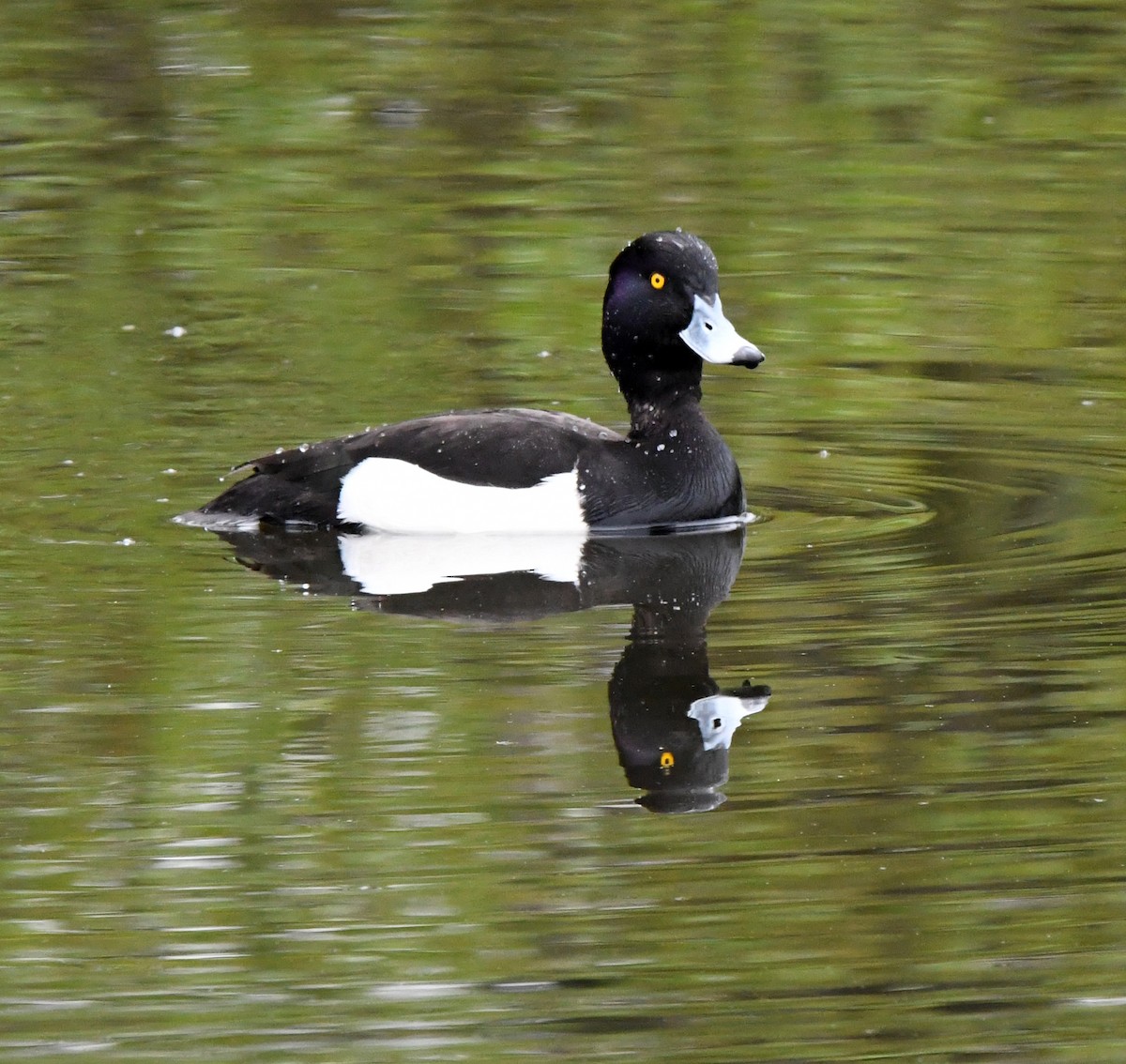 Tufted Duck - ML619844653