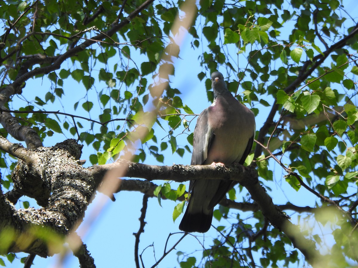 Common Wood-Pigeon (White-necked) - ML619844658