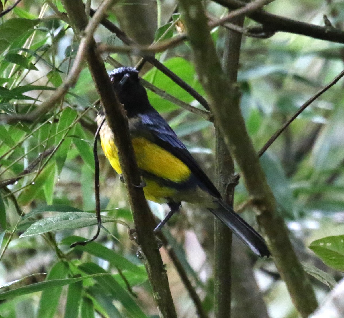 Buff-breasted Mountain Tanager (Buff-breasted) - ML619844660