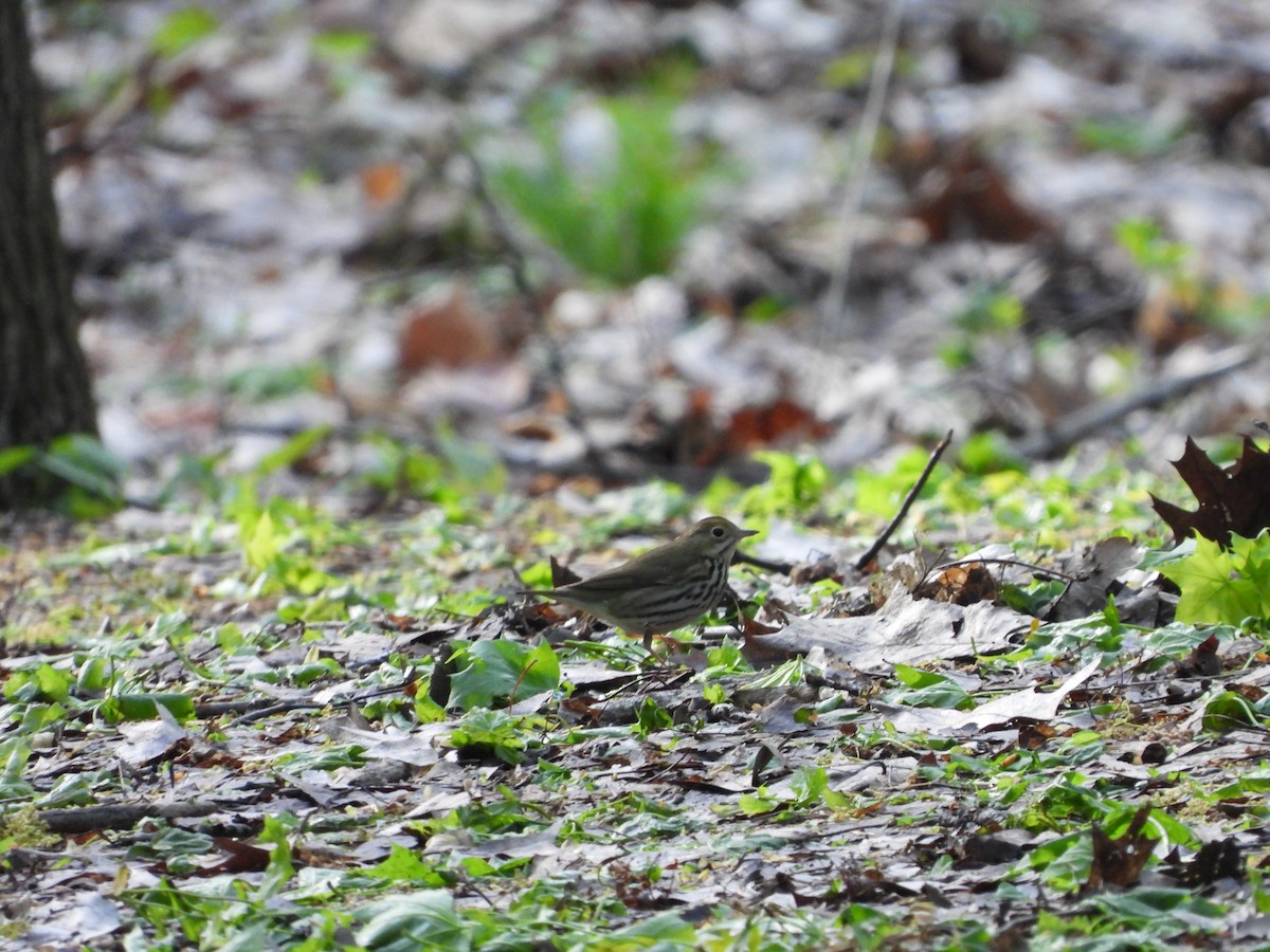 Ovenbird - ML619844662