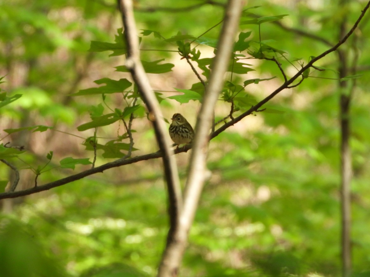 Ovenbird - ML619844663