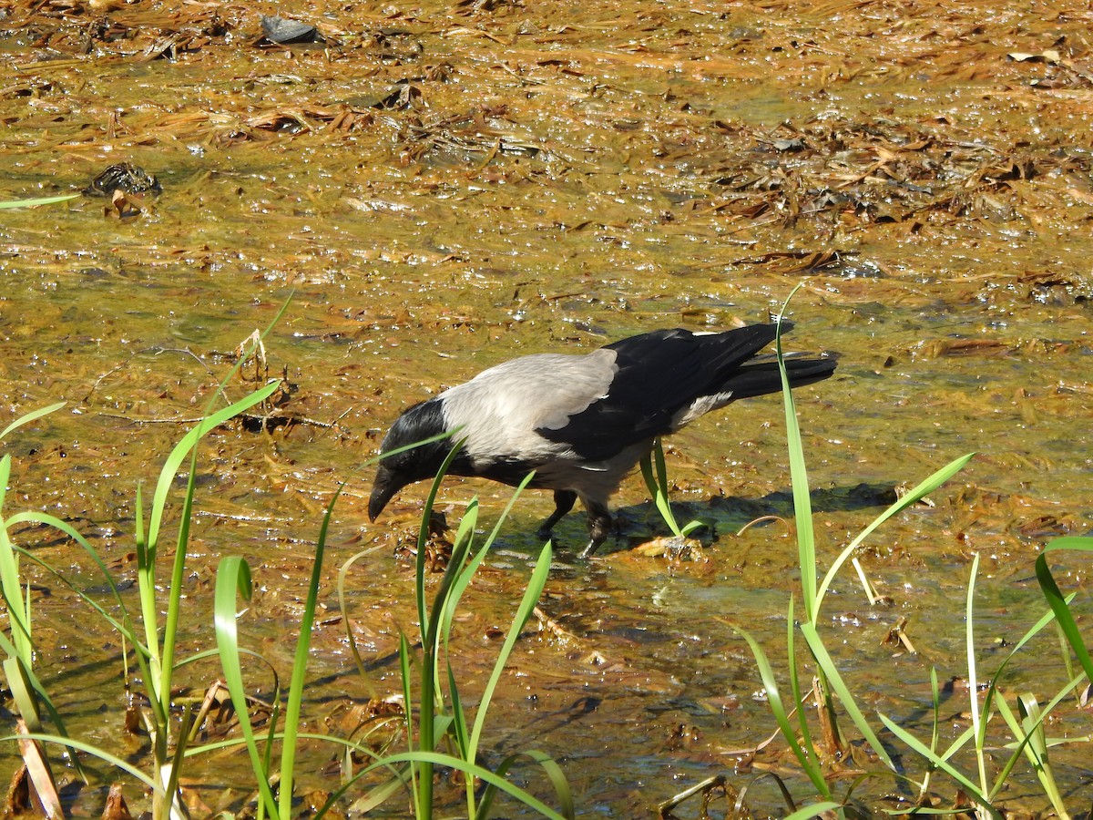 Hooded Crow (Hooded) - ML619844689