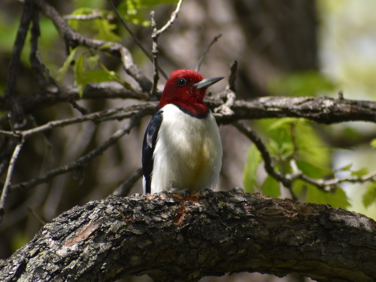 Red-headed Woodpecker - ML619844693