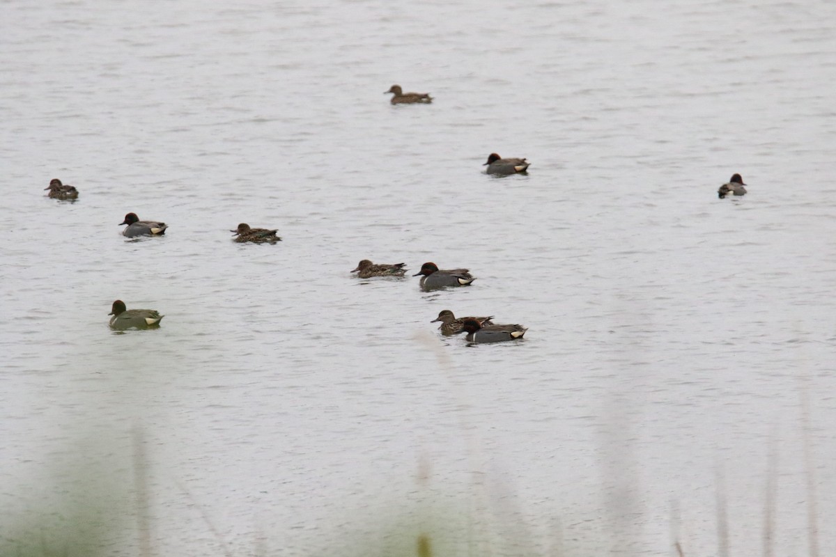 Green-winged Teal - ML619844697