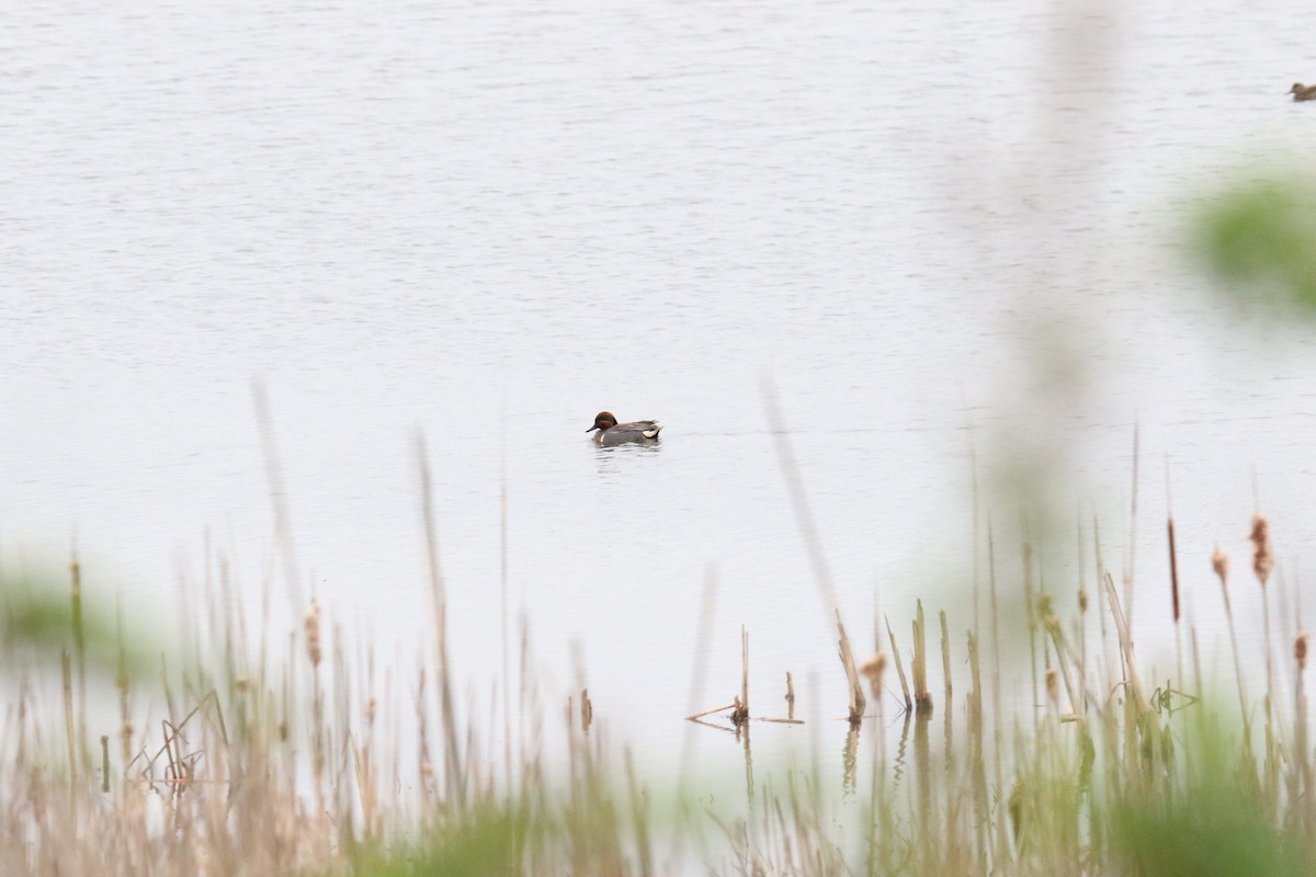 Green-winged Teal - ML619844698