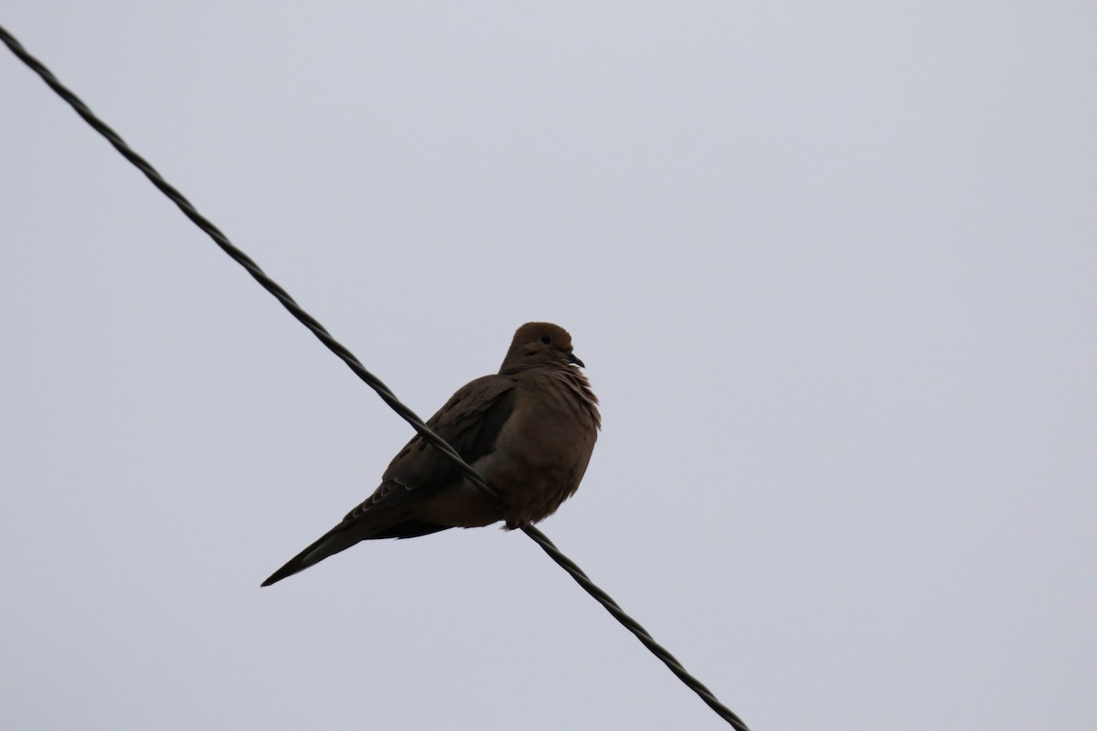 Mourning Dove - ML619844699