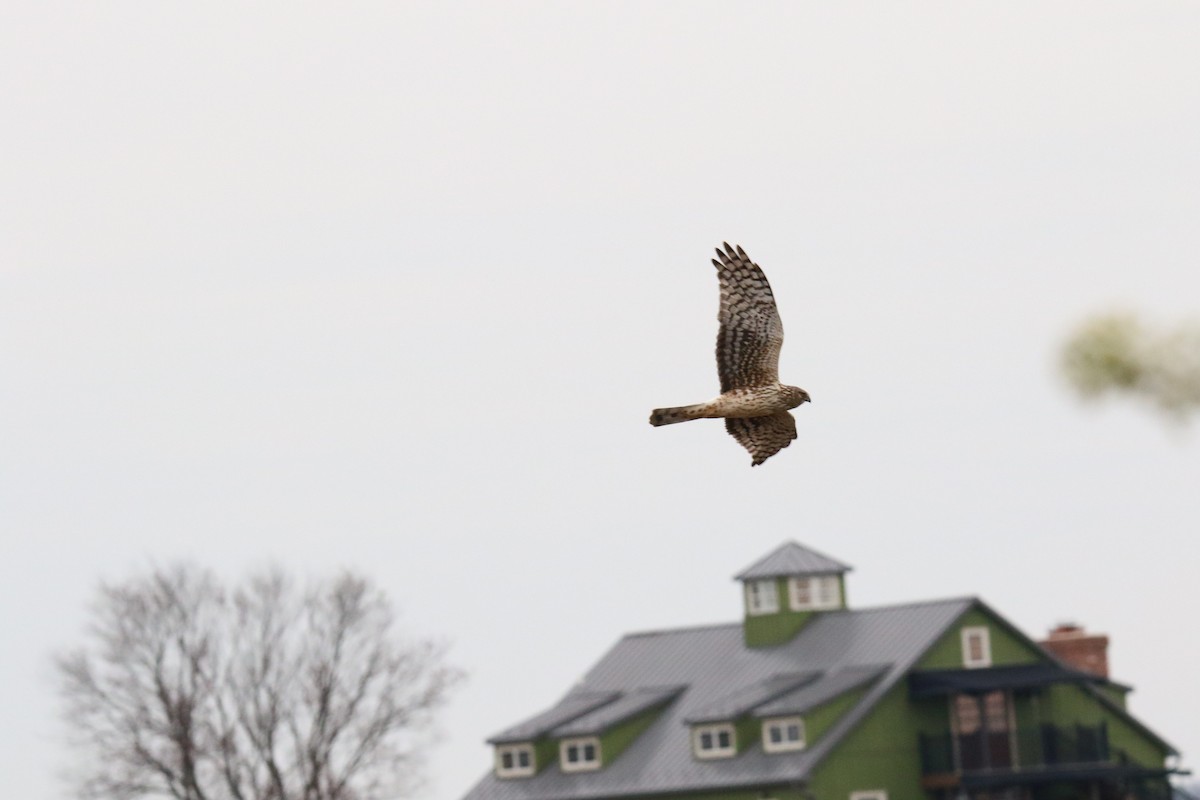 Northern Harrier - ML619844716