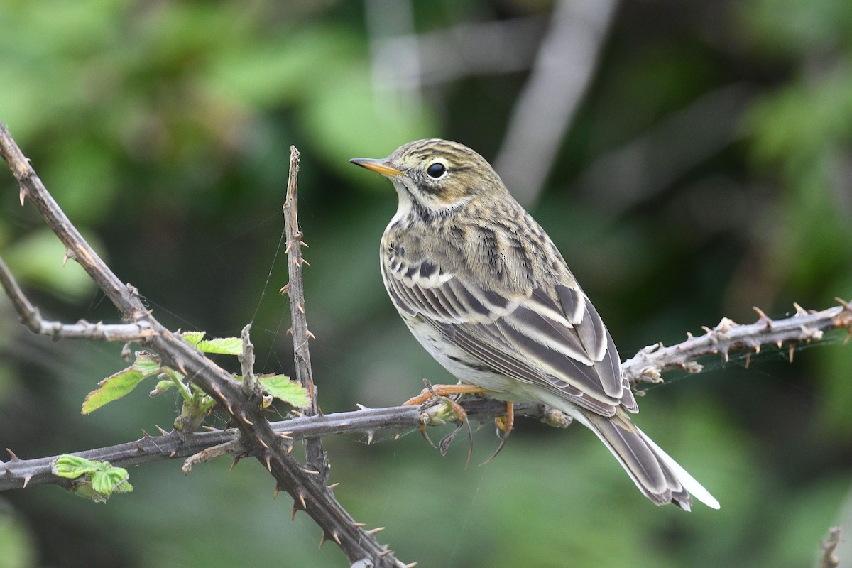 Meadow Pipit - ML619844718
