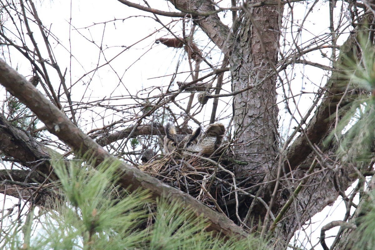 Great Horned Owl - ML619844719