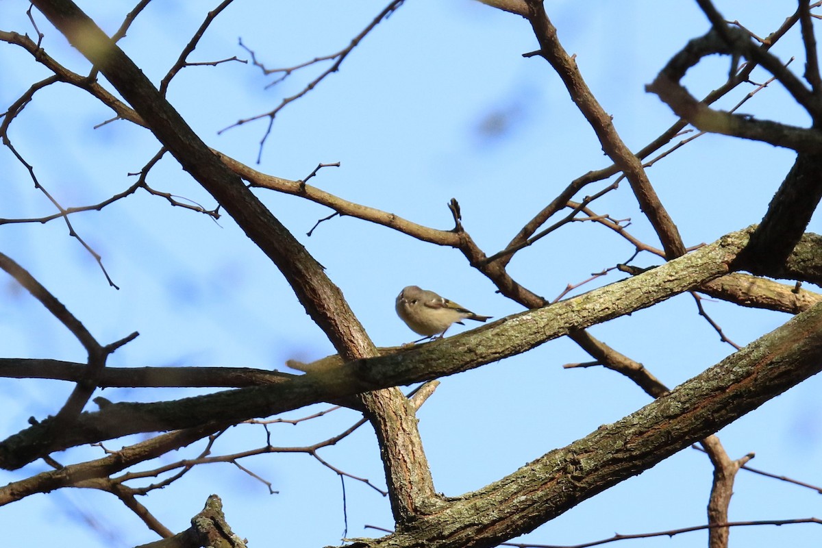 Roitelet à couronne rubis - ML619844721