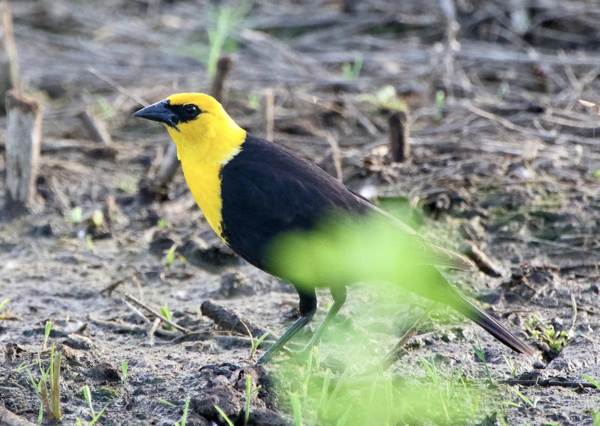 Yellow-headed Blackbird - ML619844730