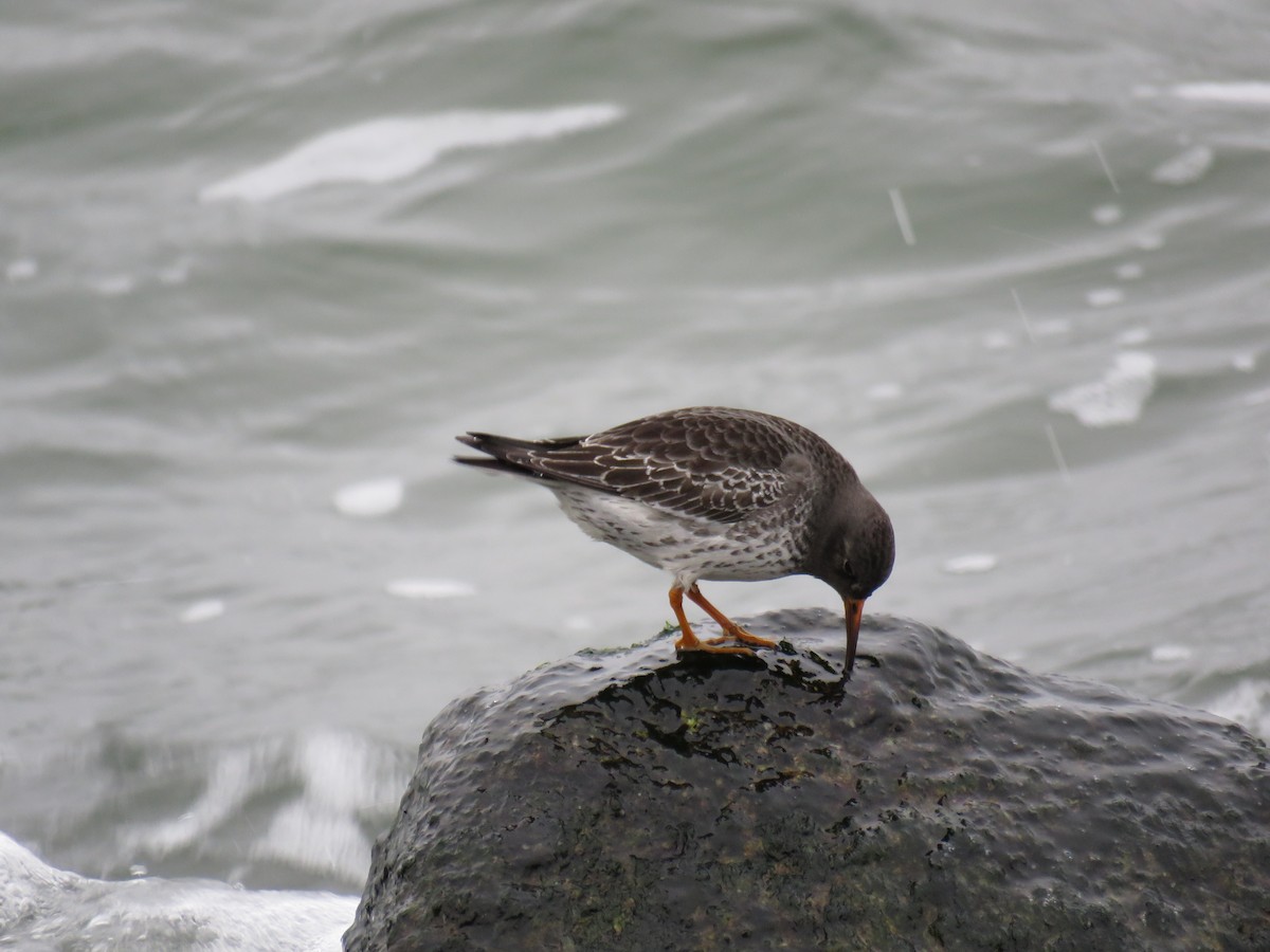 Purple Sandpiper - ML619844740