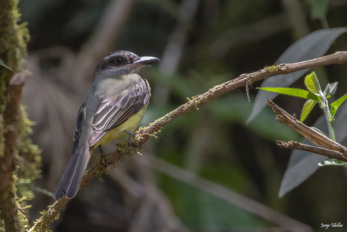 Golden-crowned Flycatcher - ML619844753