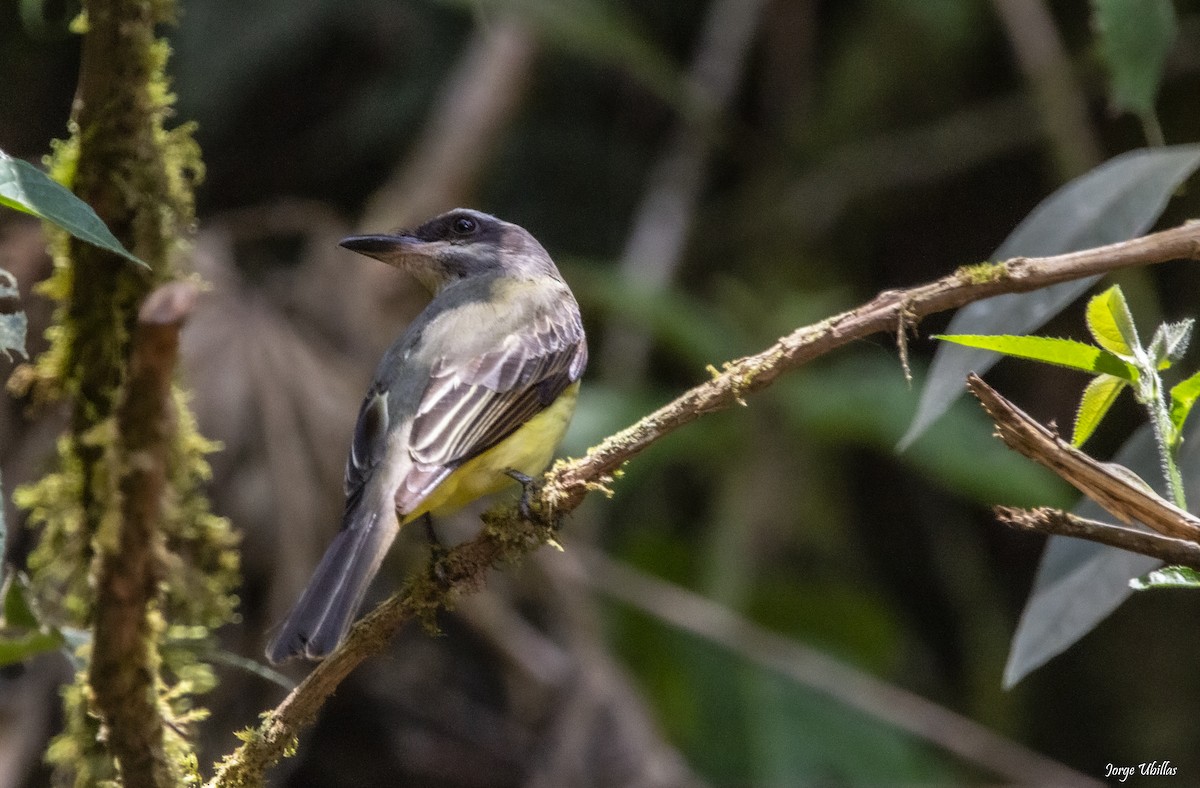 Golden-crowned Flycatcher - ML619844756