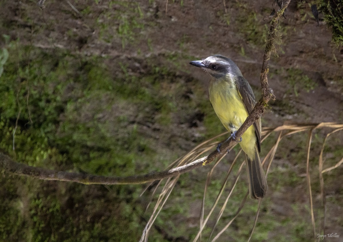 Golden-crowned Flycatcher - ML619844757