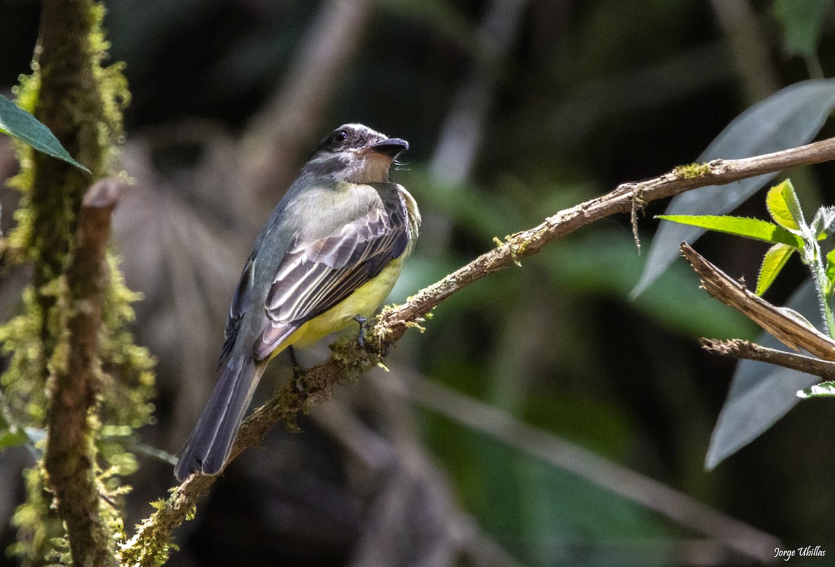 Golden-crowned Flycatcher - Jorge Luis Ubillas Herrera