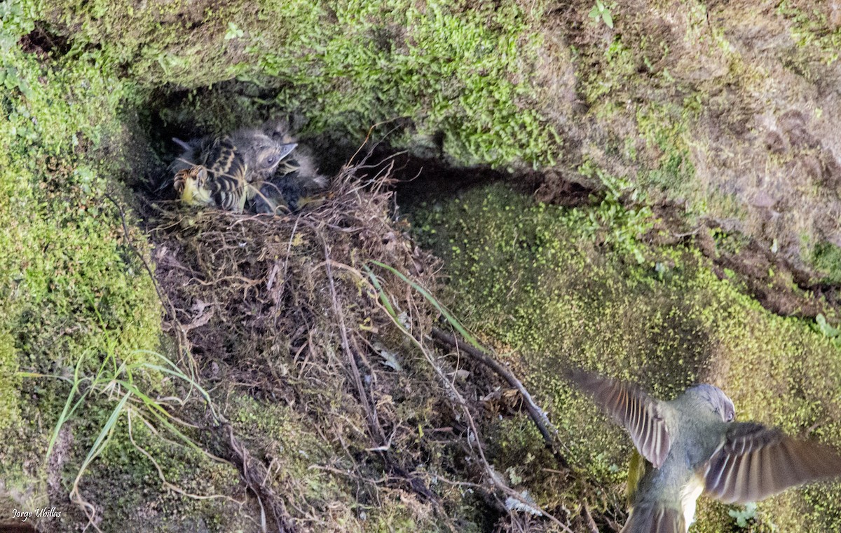 Golden-crowned Flycatcher - ML619844762