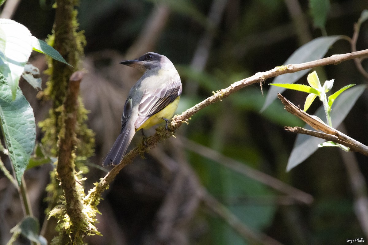 Golden-crowned Flycatcher - ML619844768