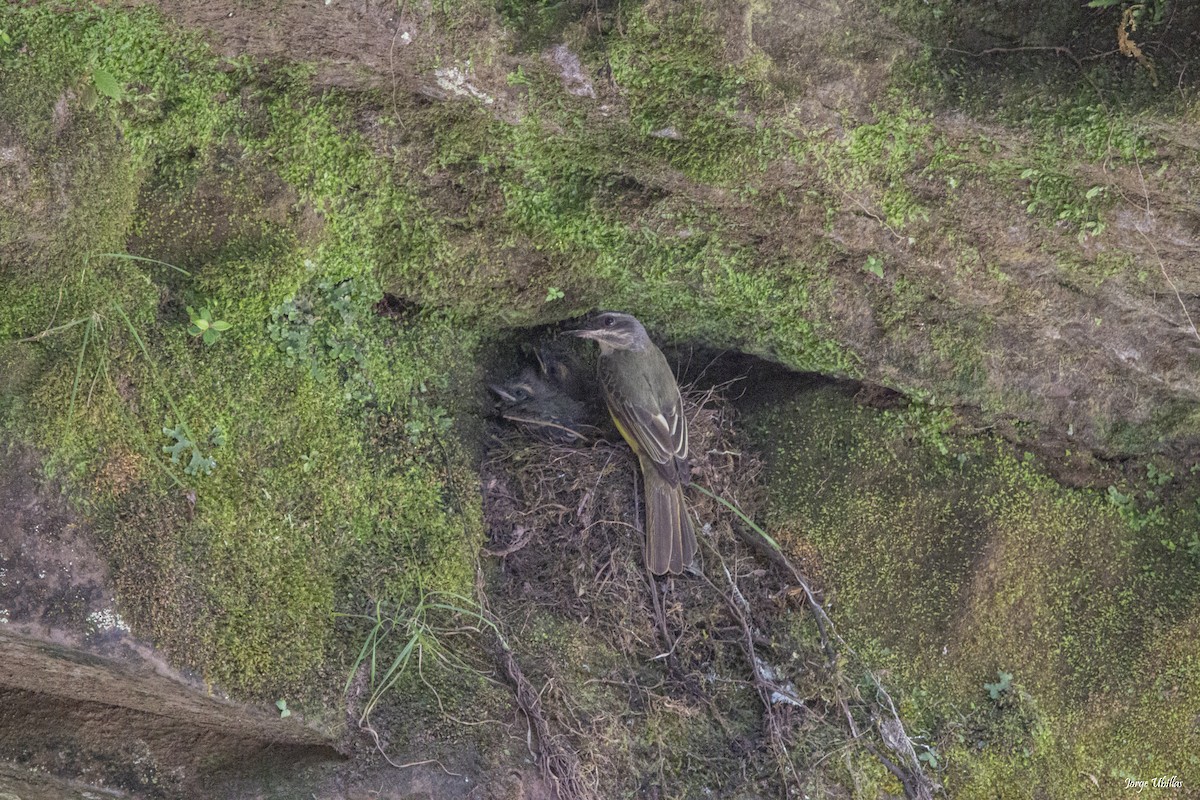 Golden-crowned Flycatcher - ML619844769