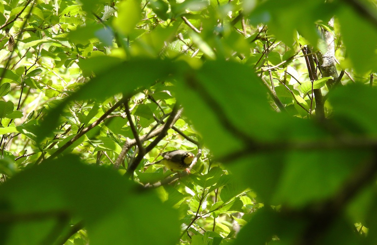 Canada Warbler - ML619844780