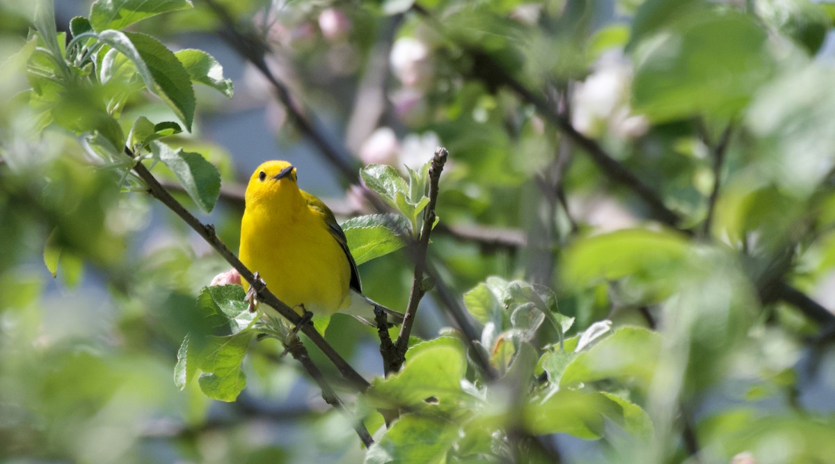 Prothonotary Warbler - ML619844781