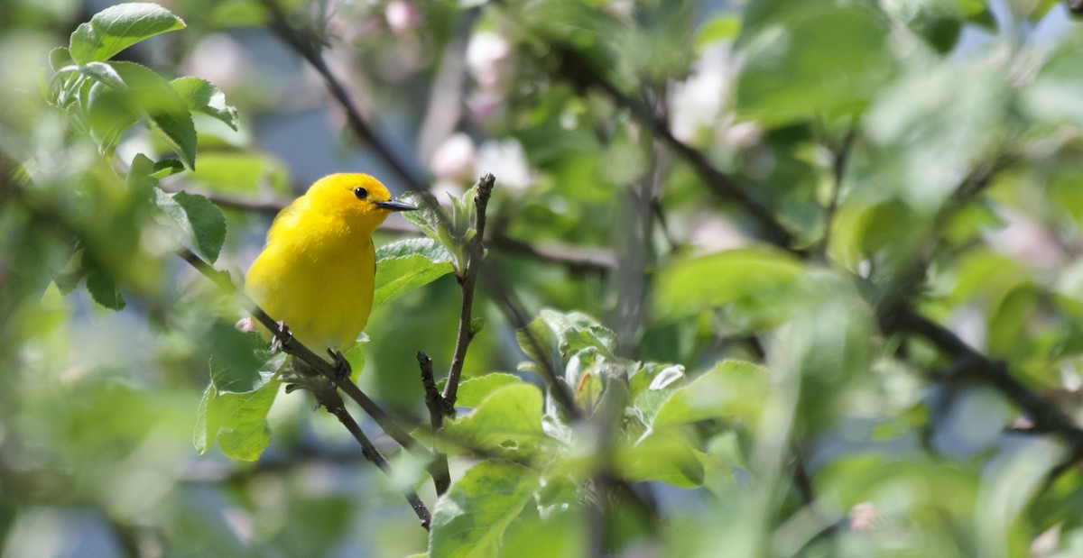 Prothonotary Warbler - ML619844782
