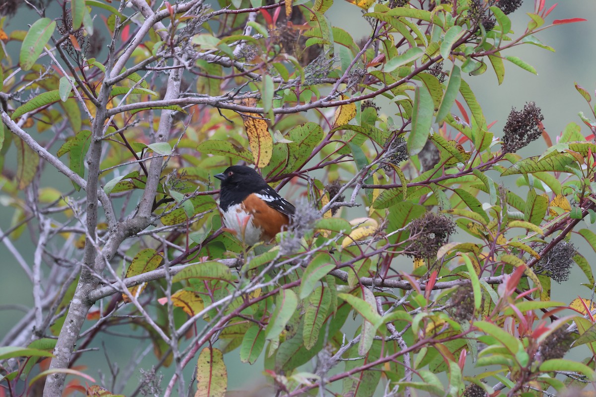 Spotted Towhee - ML619844783