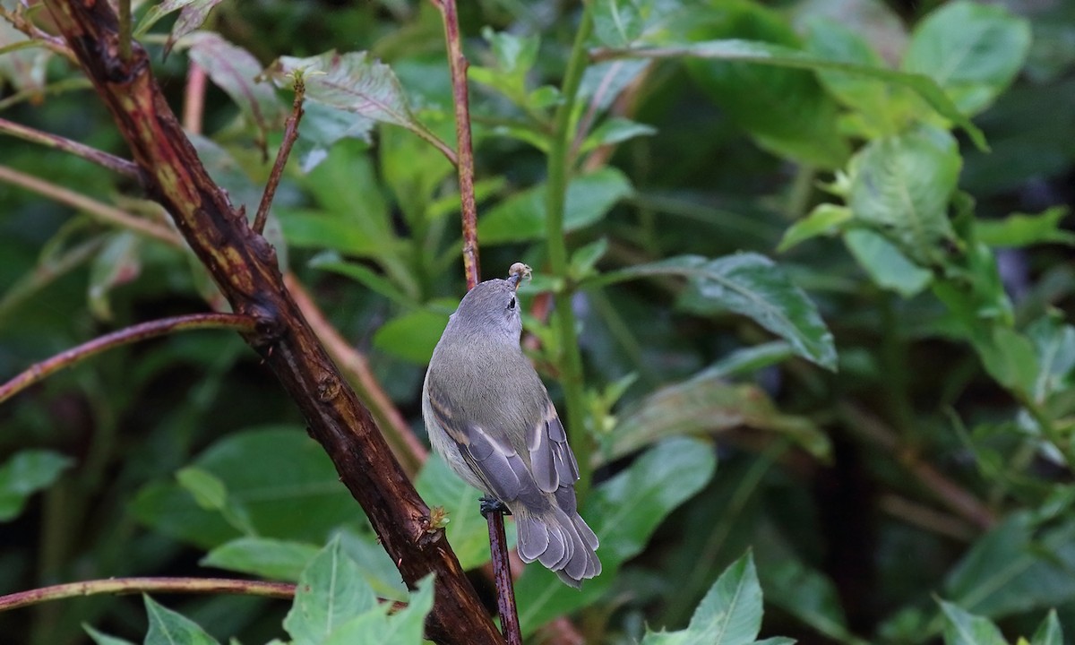 Haubenkleintyrann - ML619844812