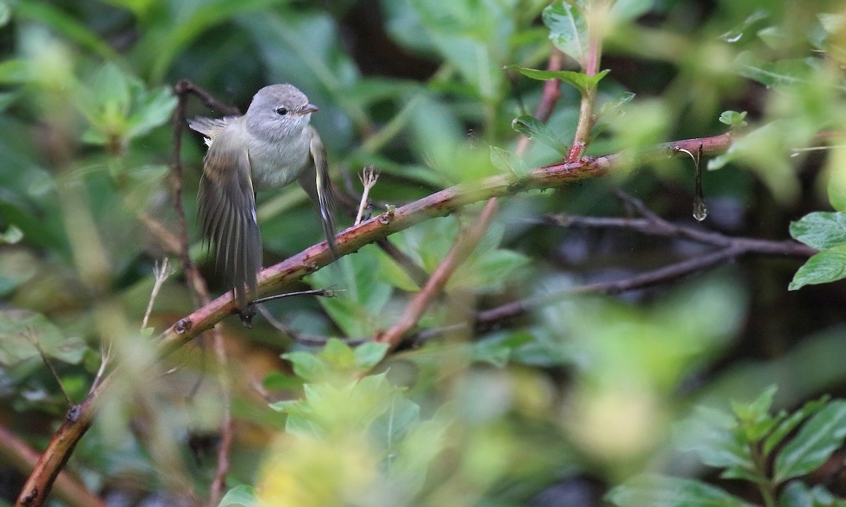 Southern Beardless-Tyrannulet - ML619844813