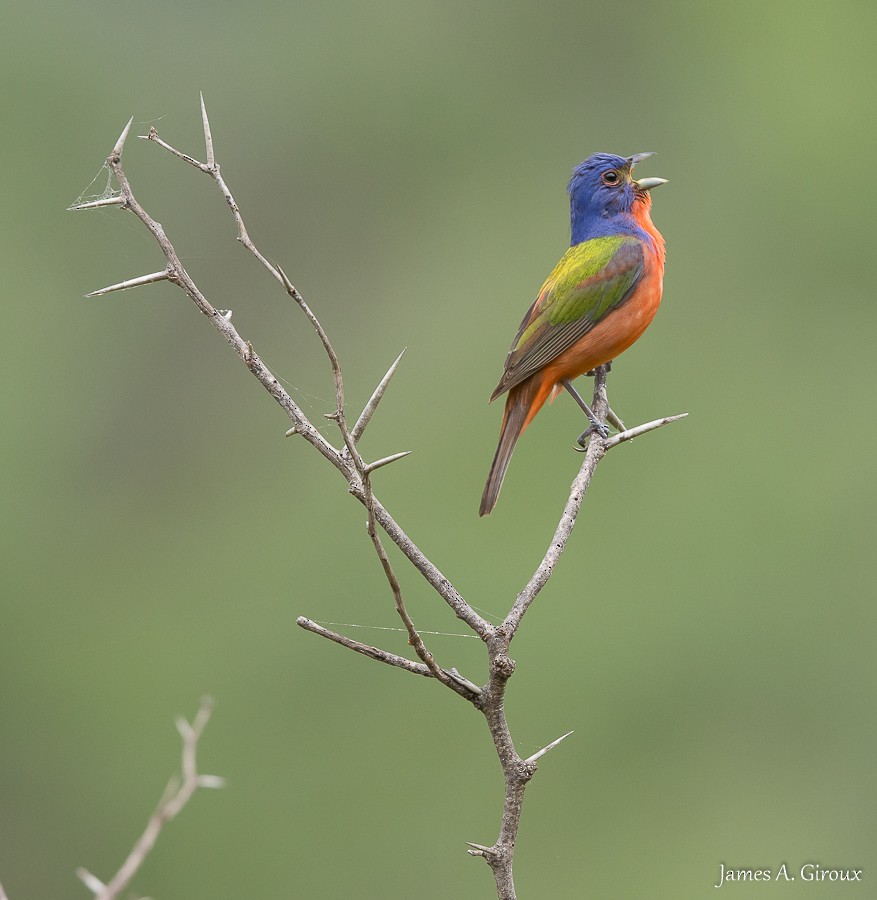 Painted Bunting - ML619844837