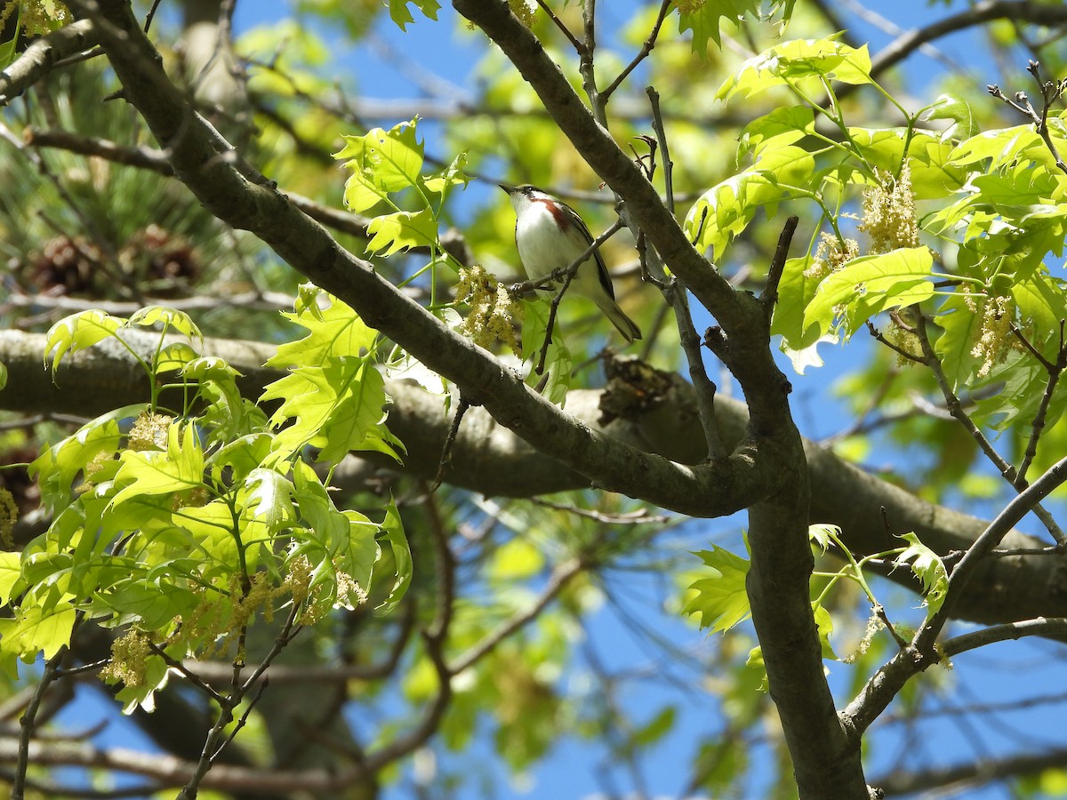 Chestnut-sided Warbler - ML619844852