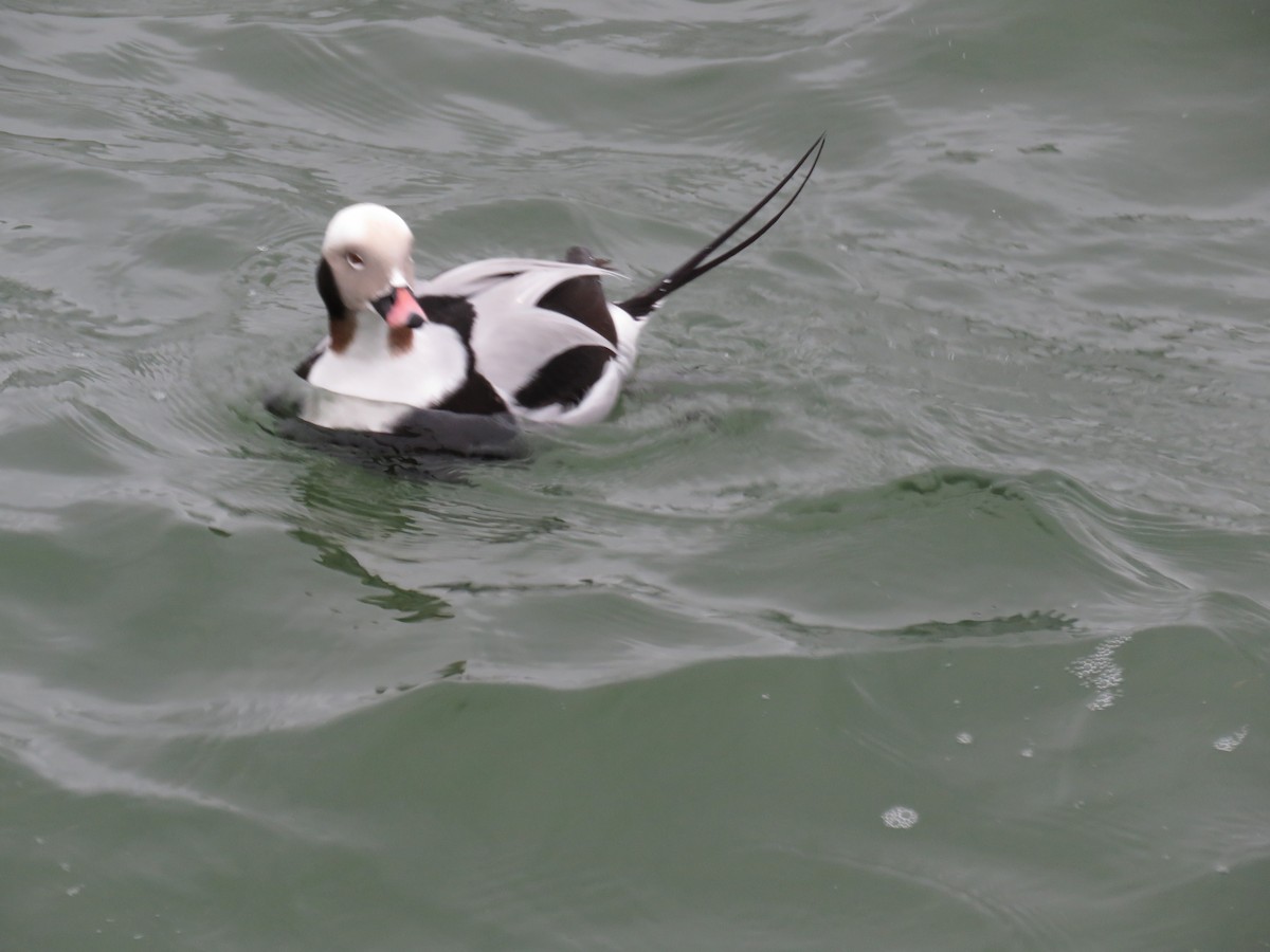 Long-tailed Duck - ML619844862