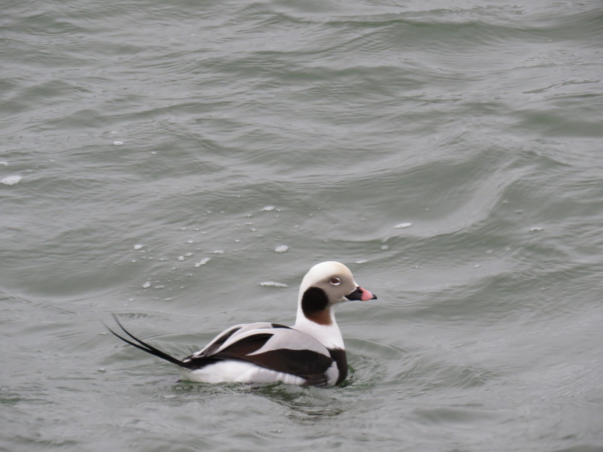 Long-tailed Duck - ML619844863