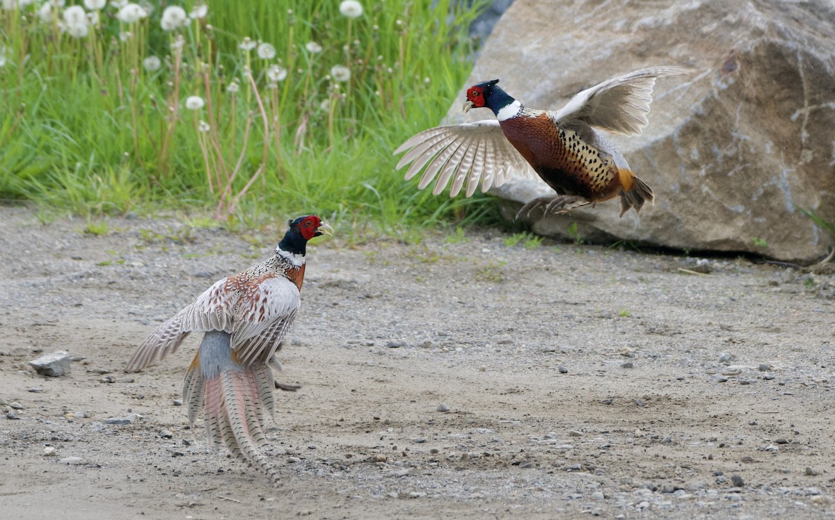 Ring-necked Pheasant - ML619844876