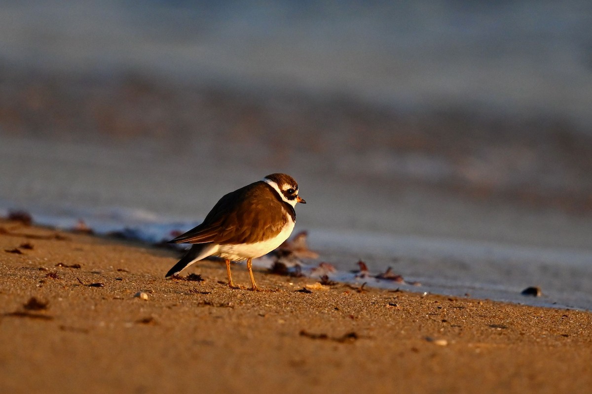 Common Ringed Plover - ML619844915